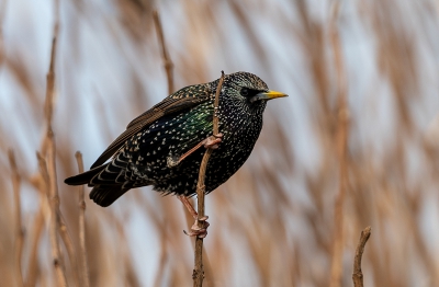 Starling Holding Tight